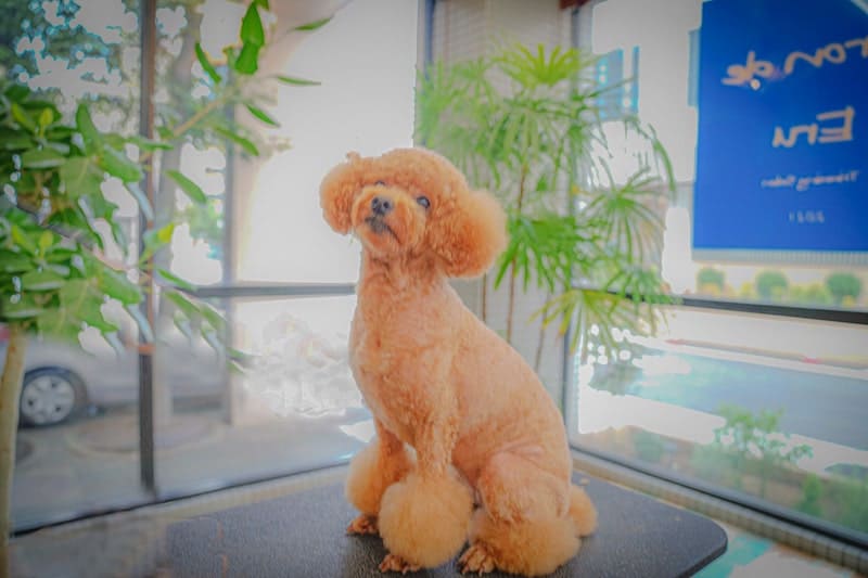 名古屋市港区入船のトリミングサロンマロンドエル